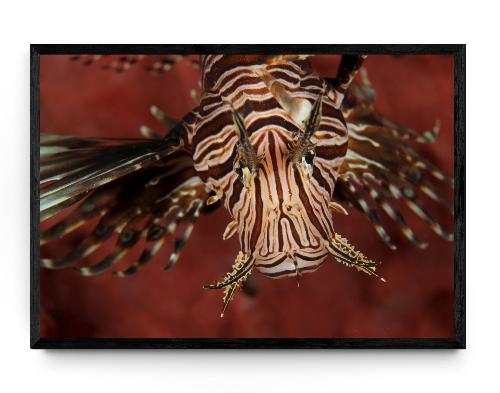 Lionfish