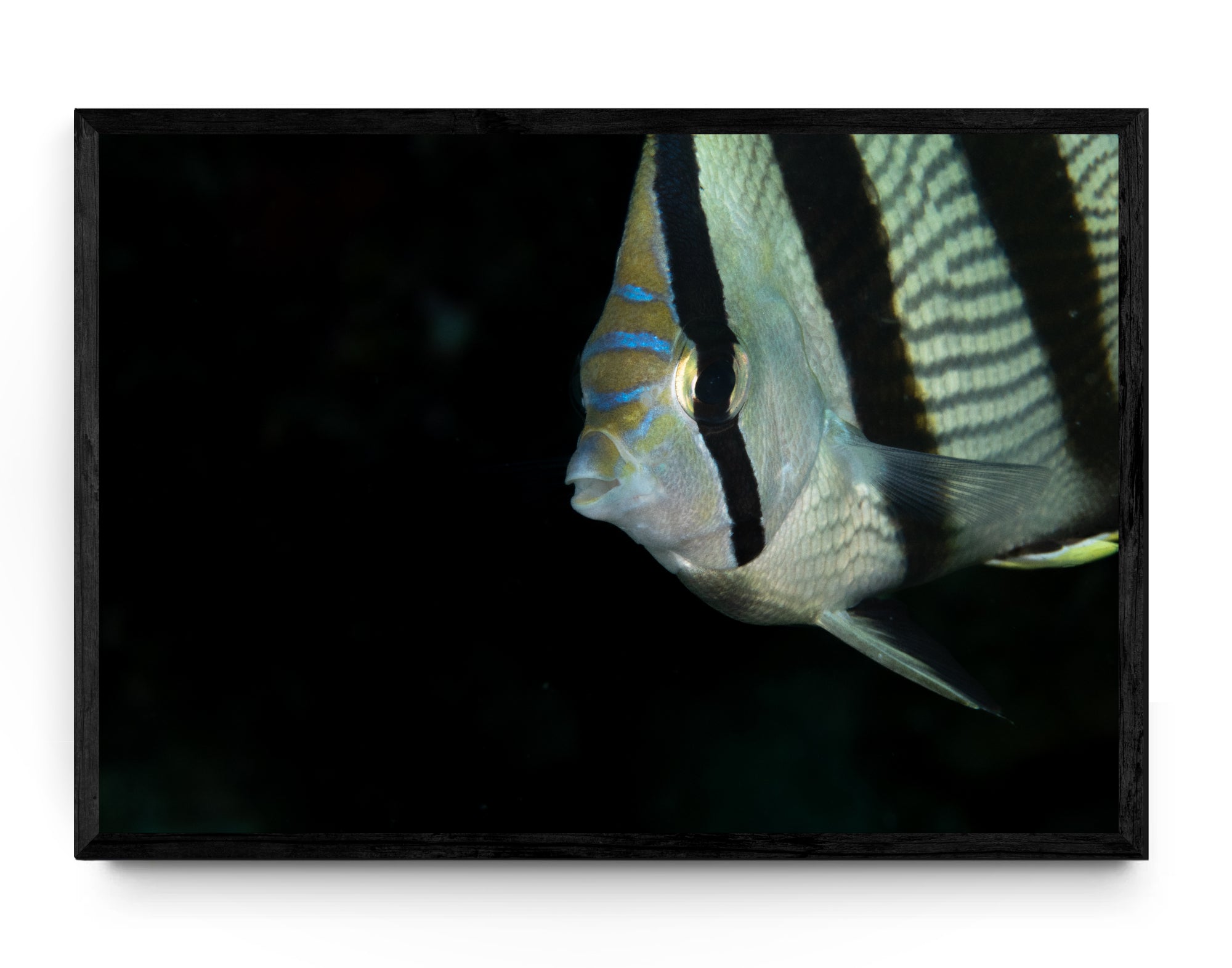 Banded Butterflyfish