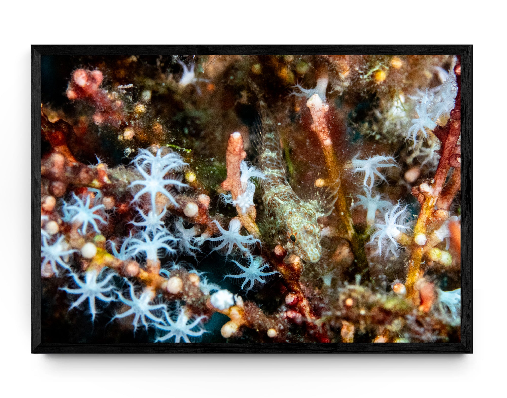 Atlantic Oyster Blenny