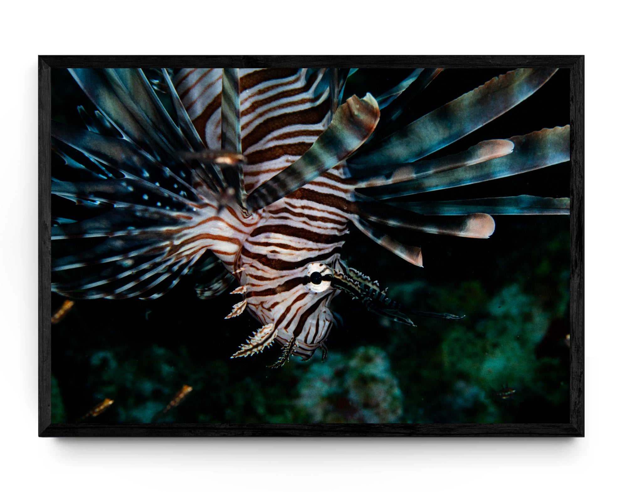 Lionfish 2