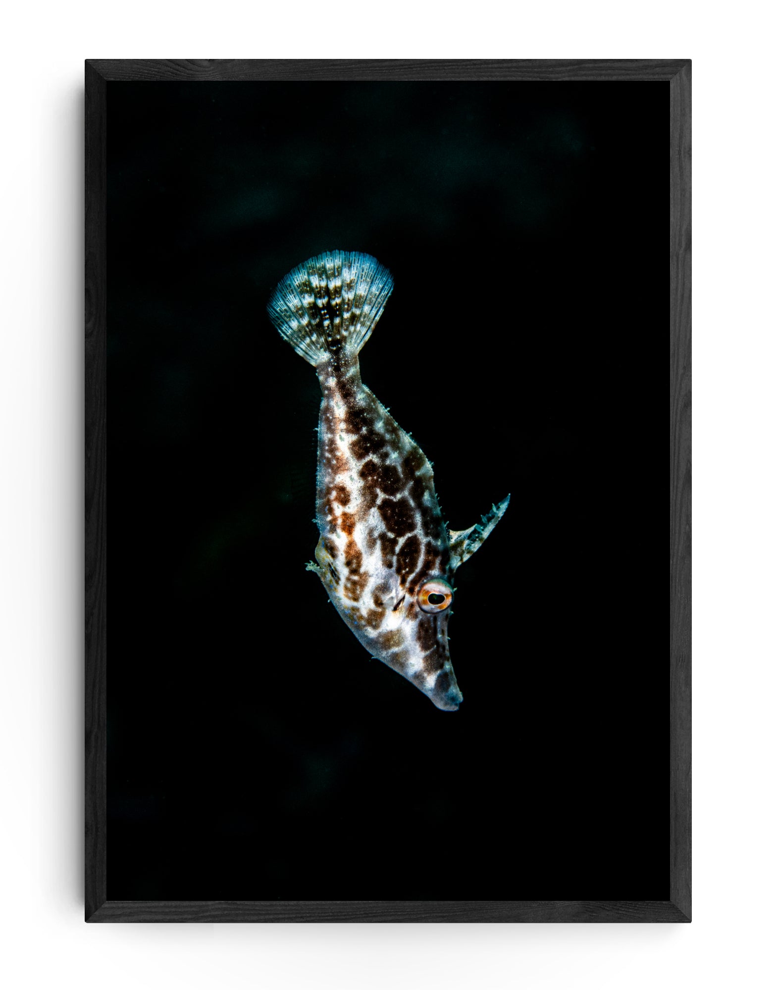 Slender Filefish