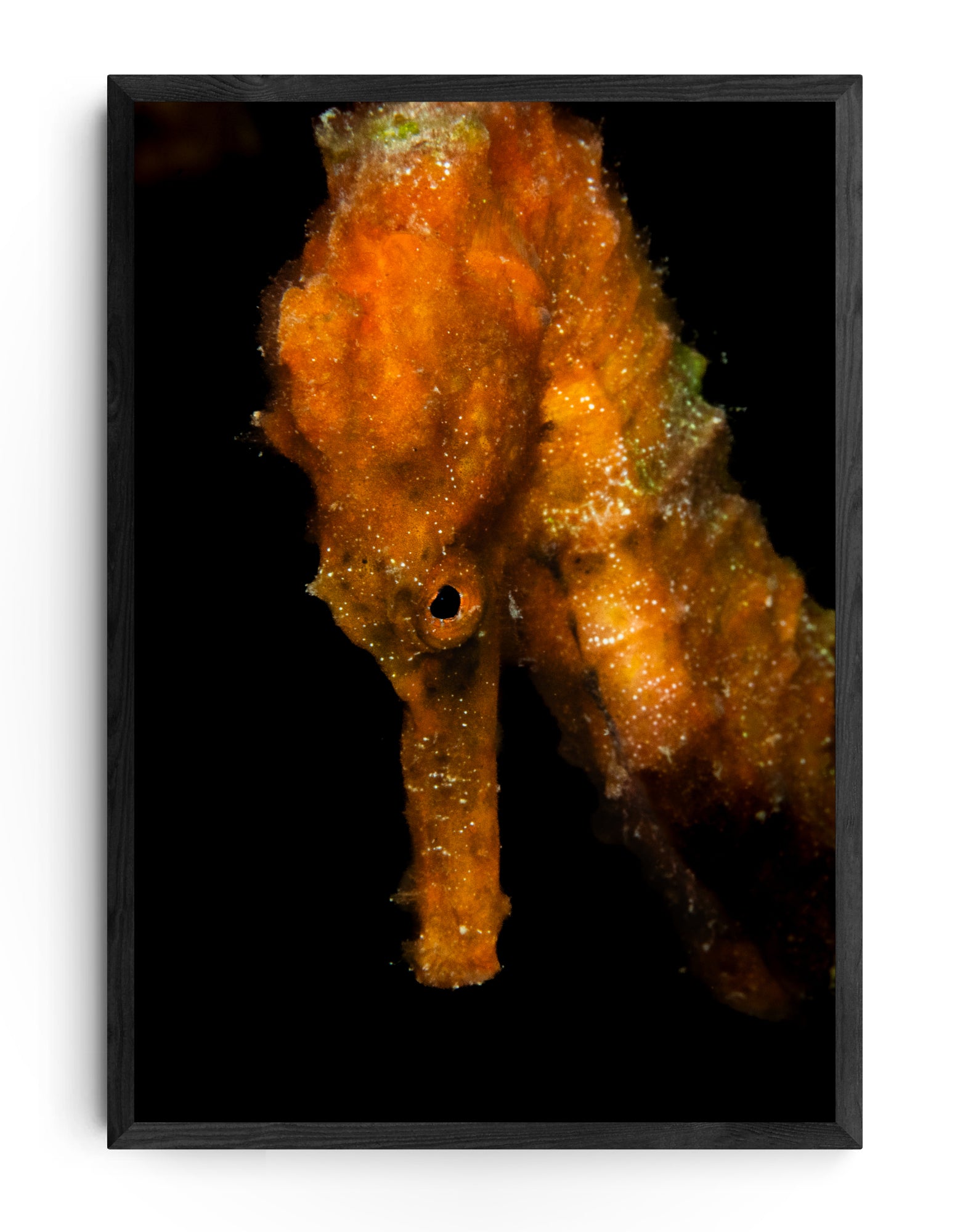 Seahorse