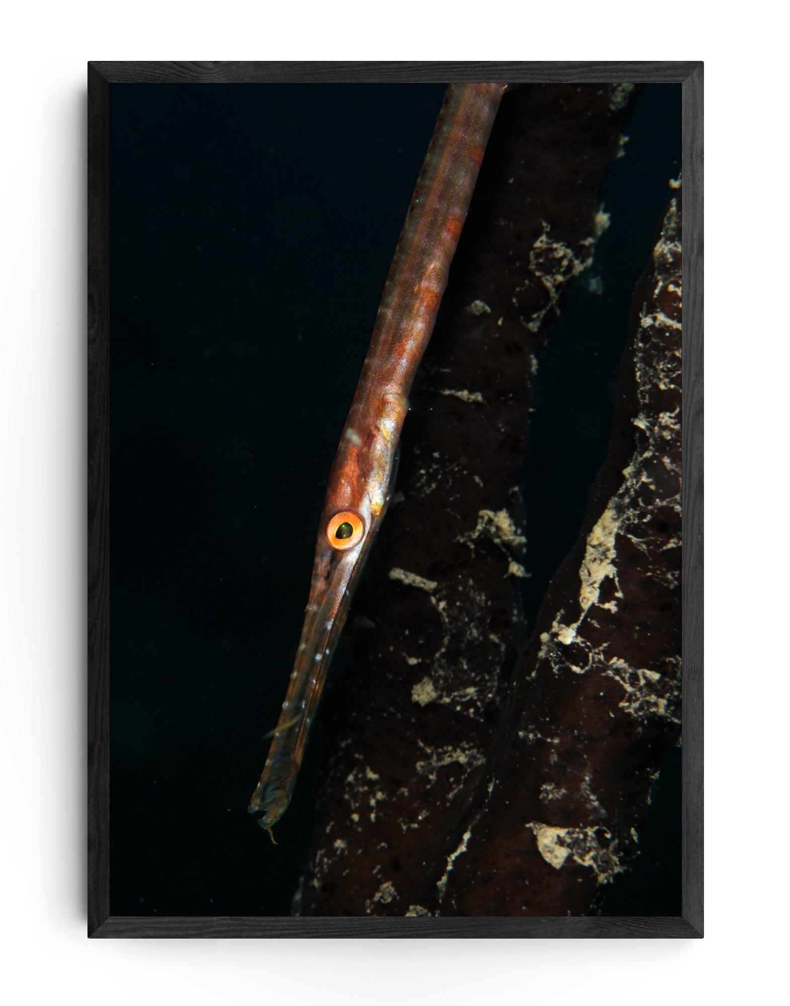 Trumpetfish